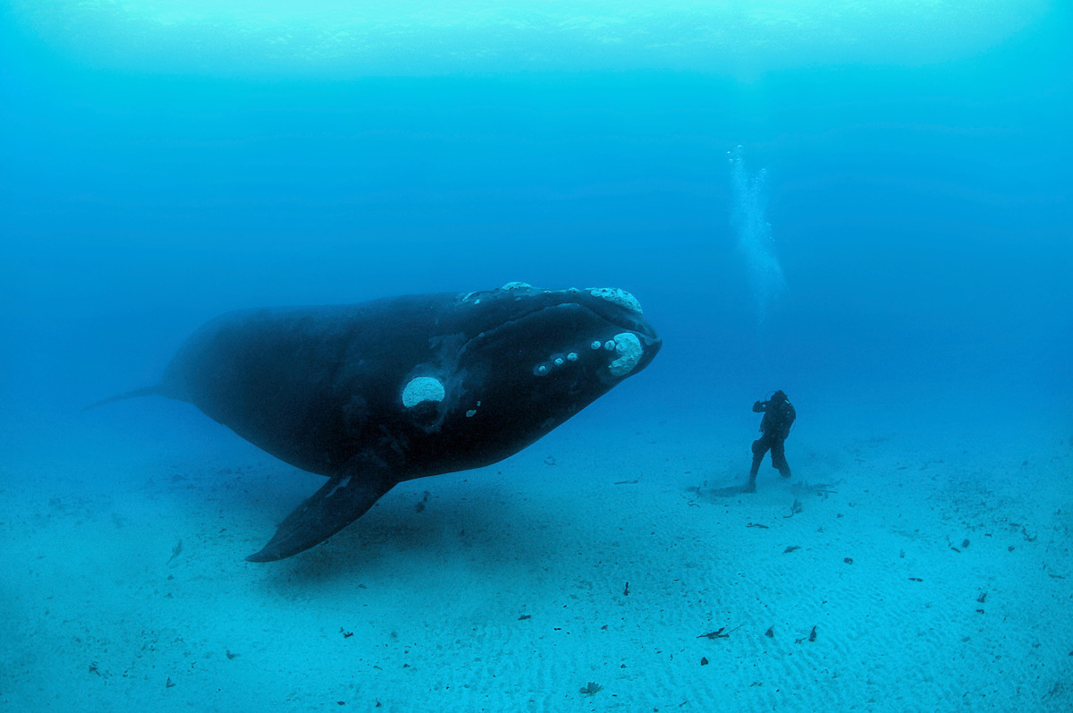 southern right whale and human diver
