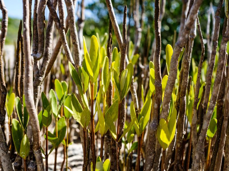 mangrove new growth