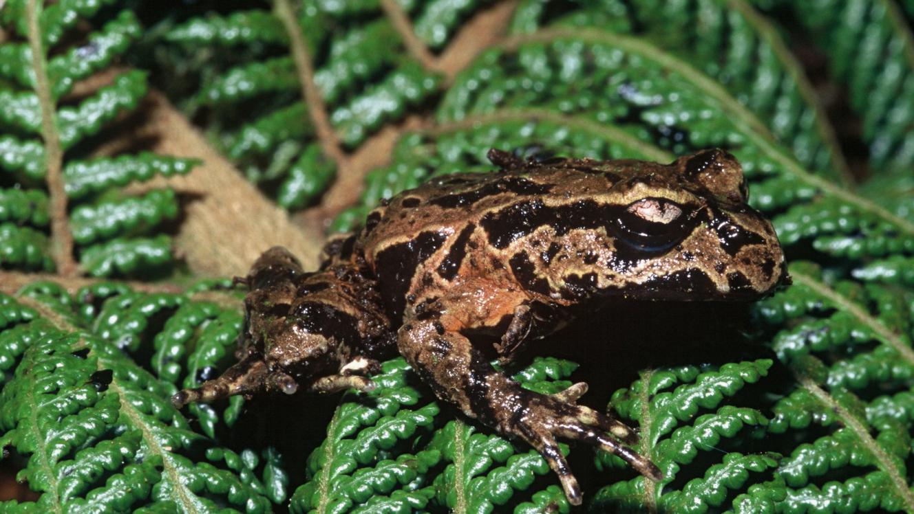 Image of an Archey's frog