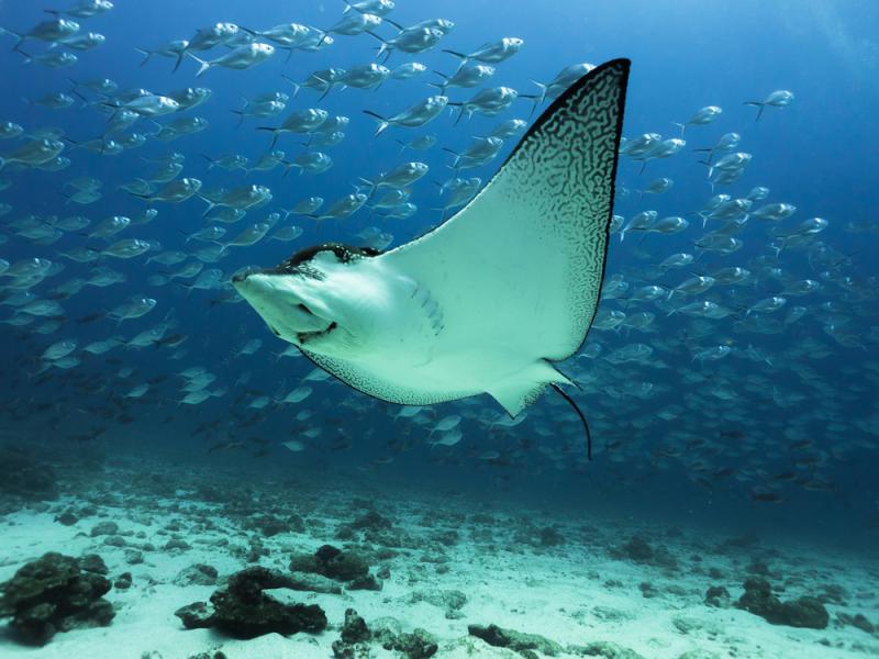 Eagle ray swimming