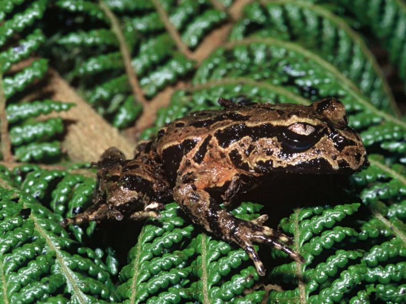 Image of an Archey's frog