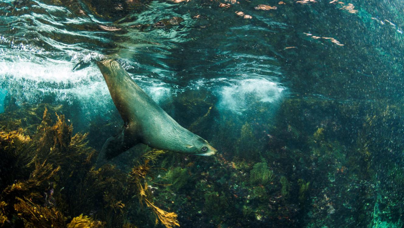 fur seal swimming under water