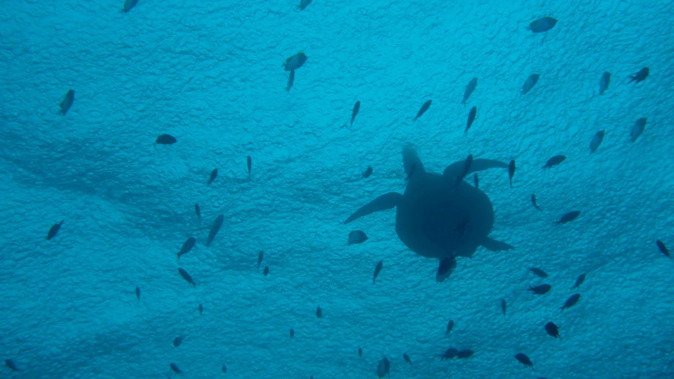 underwater shot of swimming turtle and fish