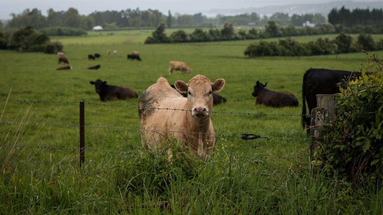 Cow on farm, South Island